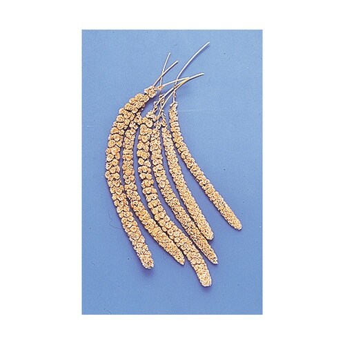 おいしい粟の穂 5本 MR−835