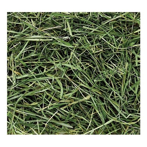 MR−858バニーグレードチモシーソフト