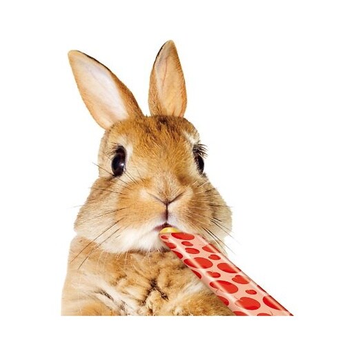 ML−187 うさうさぴゅーれ りんご