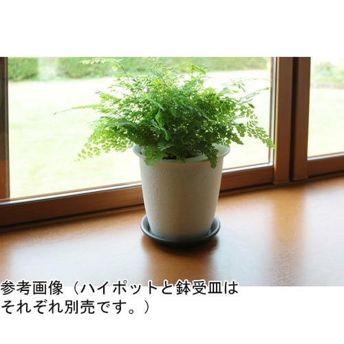 セレナハイポット 6号 サンドベージュ