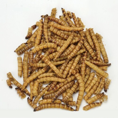 バグズスタイル ジャイアントミルワーム