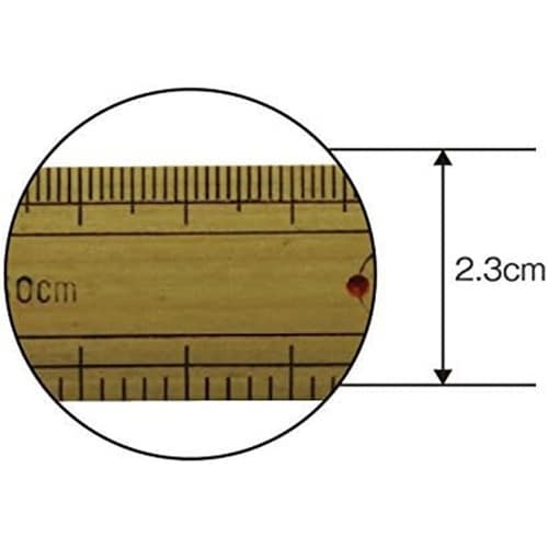竹尺 物差し・定規 竹製 50cm表記