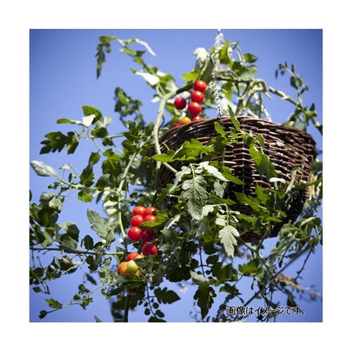 G−story ラタンハンギングバスケッ