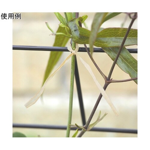 天然ラファイア 50g TL−5