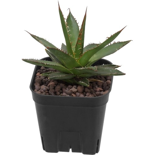 プレステラ105 10個組 ブラック