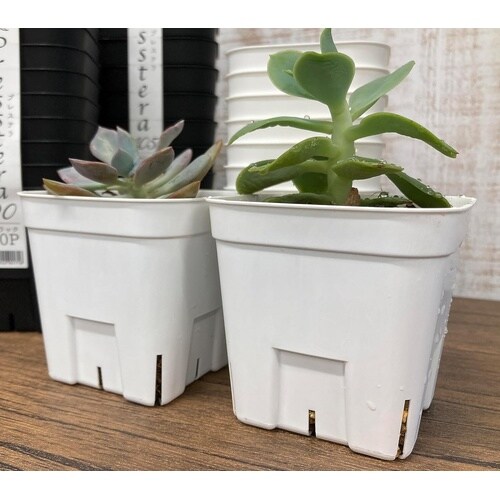 プレステラ105 10個組 ホワイト