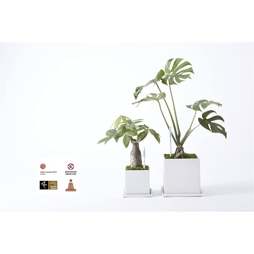 サスティー リフィル シングルパック 2個入 M