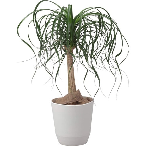 アトリエ ポット 27型 ホワイト