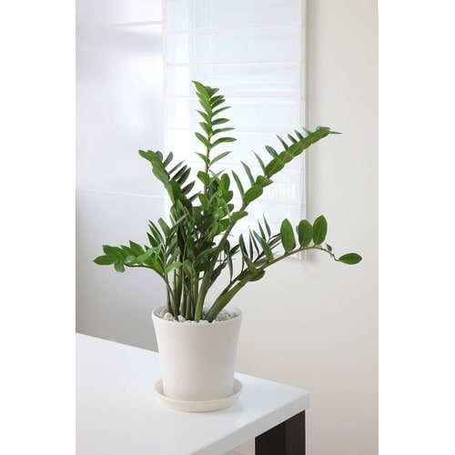 コティポット 190型 ホワイト