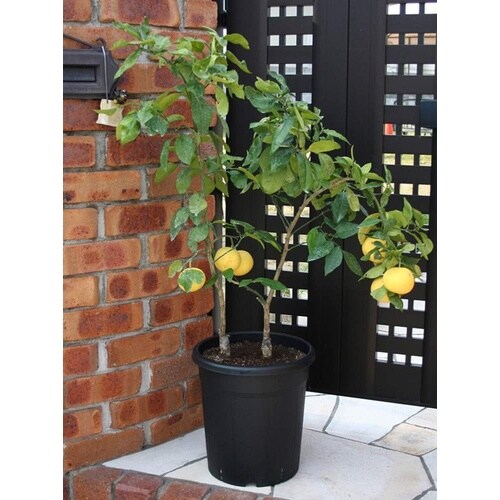 果樹鉢 245型 ブラック