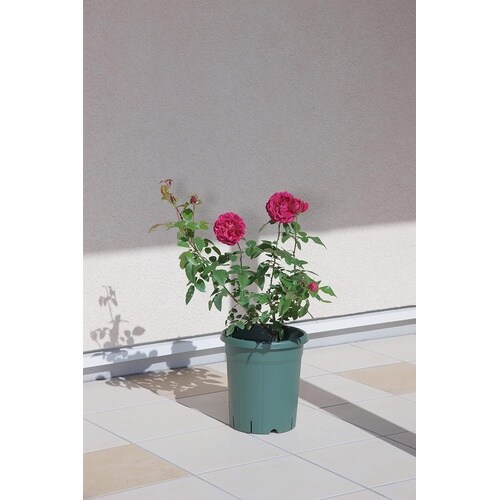 バラ鉢 8号 グリーン