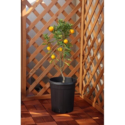 果樹鉢 310型 ブラック