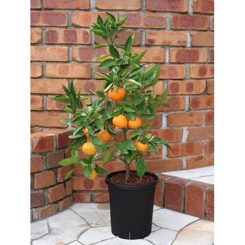 果樹鉢 365型 ブラック