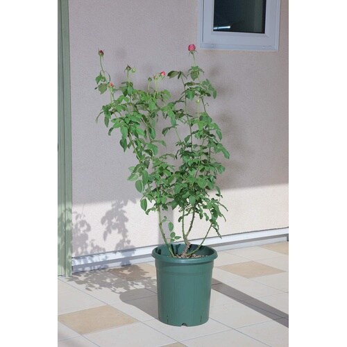 バラ鉢 12号 グリーン