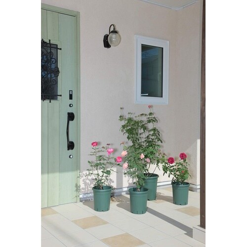 バラ鉢 12号 グリーン