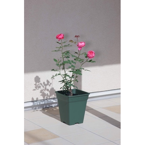 ロゼアスクエア 260型 グリーン