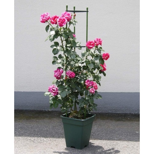 ロゼアスクエア 390型 グリーン