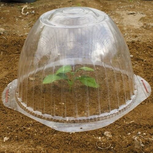 苗ドーム 5枚入 大 35cmX24cm