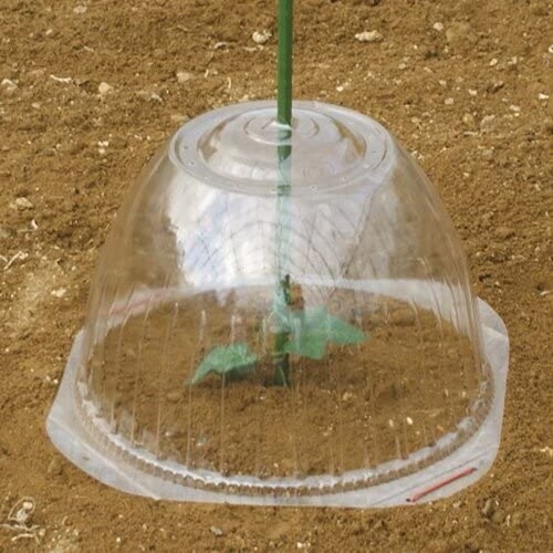 苗ドーム 5枚入 大 35cmX24cm