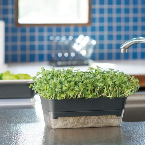 スプラウトファーム 24型N アイボリー