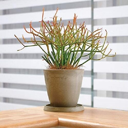 ボタニー プレーンポット 20型 ダークグリーン