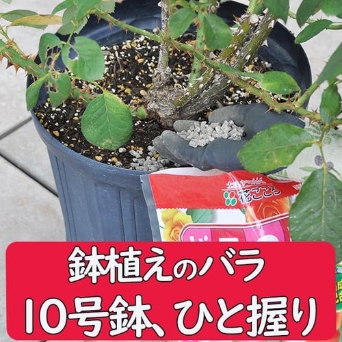 バラの肥料 1.8kg