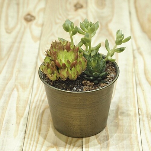 プランター MC円錐ポット グリーンゴールド