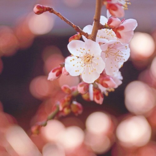 線香 かたりべ ミニ 白梅 ラベンダー 白梅