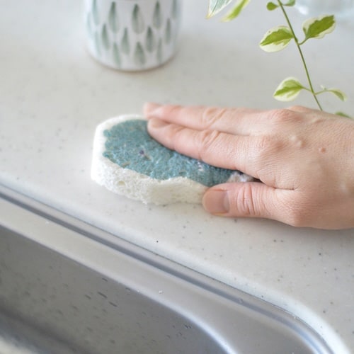 キッチンスポンジ e.ポップアップスポンジ クマ