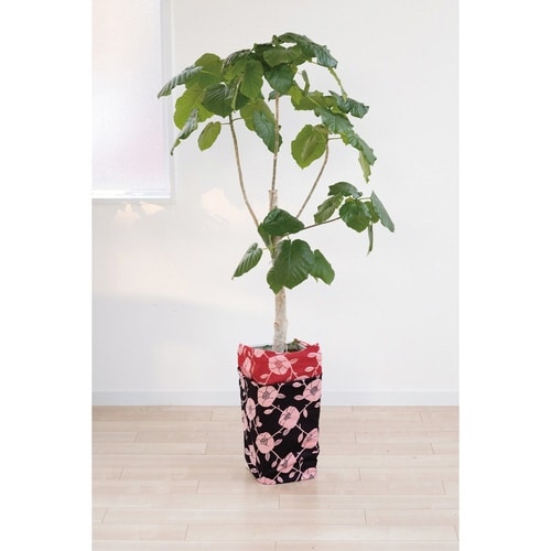 風呂敷 ランチクロス お弁当 50cm ブラック