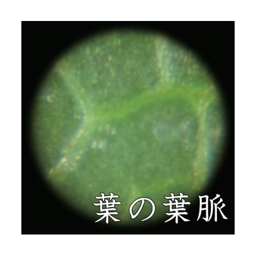 LP33G ポケット顕微鏡