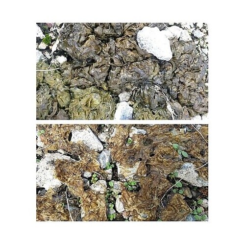 500ml コケ取り剤スプレー(希釈タイ