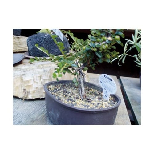 TAW10BZ アルミ線ブロンズタイプ