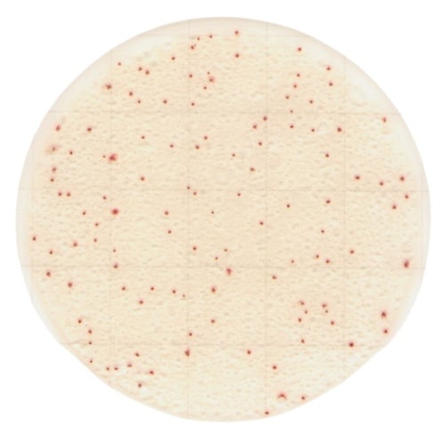 Easy Plate 一般生菌数迅速測定