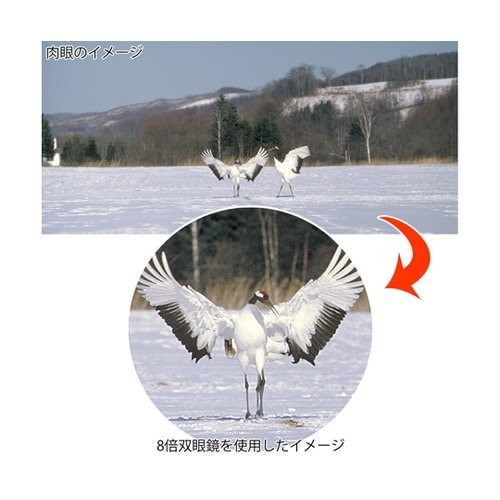 双眼鏡 コンパクト 8倍 21mm 8X