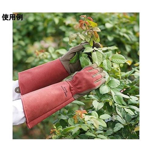 WEST COUNTY Rose ルビー