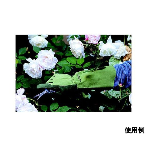 WEST COUNTY Rose モス