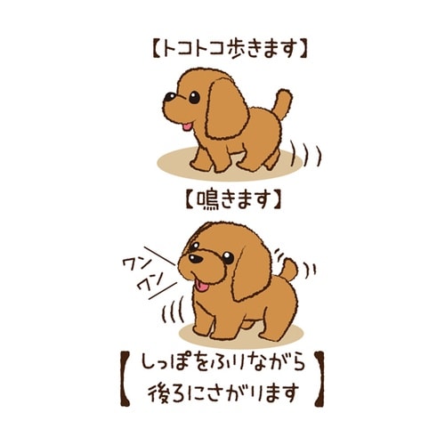 トコトコあるくよ なかよし プードル 4