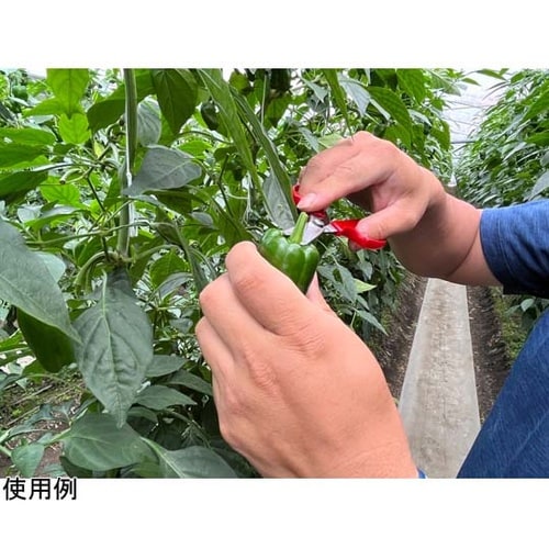 野菜収穫鋏 先丸 ステンレス YS−38