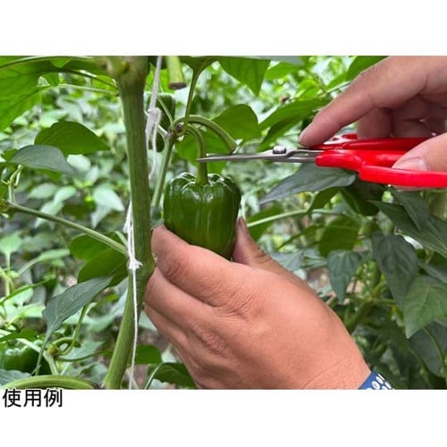 野菜収穫鋏 先丸 ステンレス YS−38