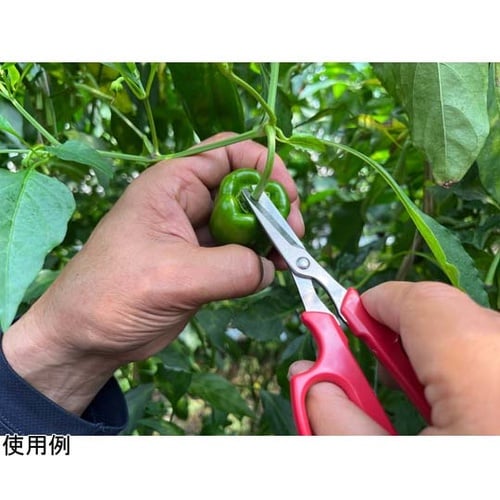 野菜収穫鋏 先丸 ステンレス YS−38