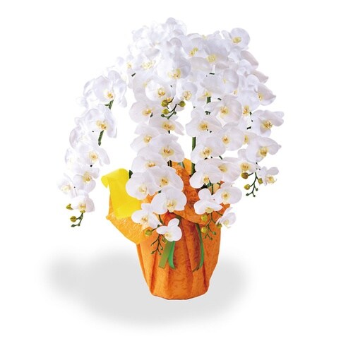 胡蝶蘭 15輪 5本立 A46 ホワイト