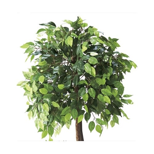 61−428−23−1ベンジャミンダブル