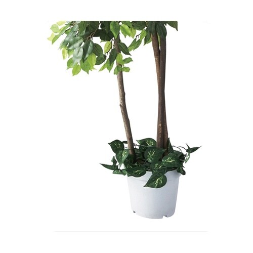 61−428−23−1ベンジャミンダブル