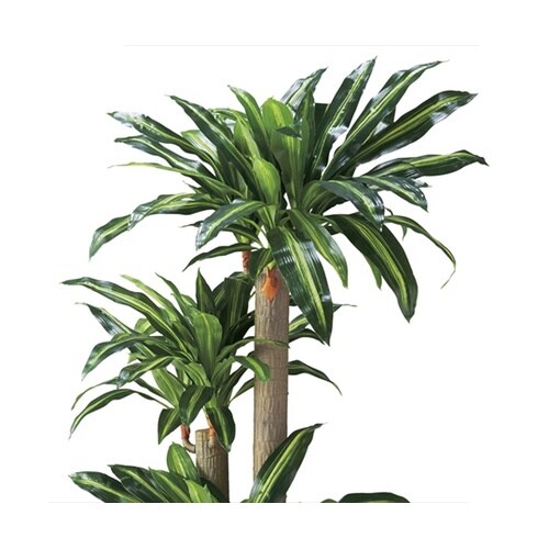 61−428−24−1 幸福の木