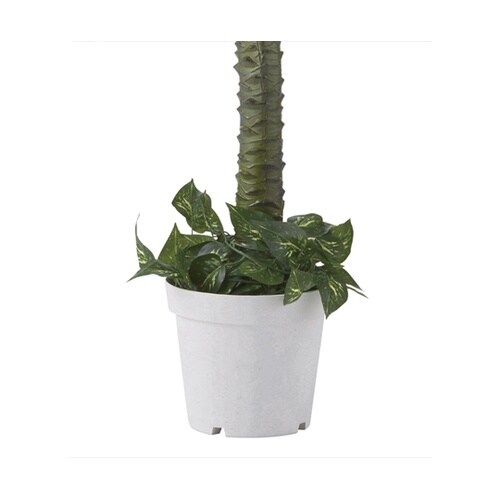 61−428−25−1 パームツリー