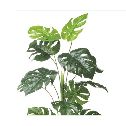 61−428−27−1 モンステラ