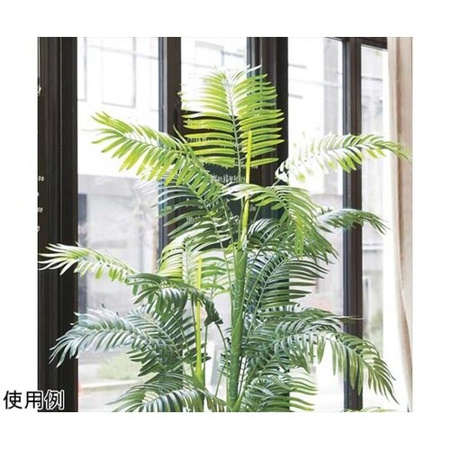 61−428−28−1 アレカヤシ