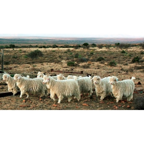 モヘアスローケット