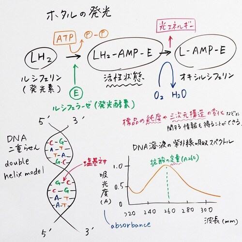 ホワイトボードマーカーノックル5BF−B×15